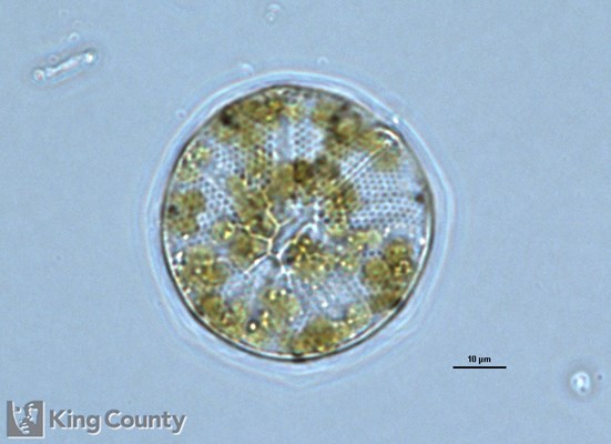 Photo of Asteromphalus heptactis